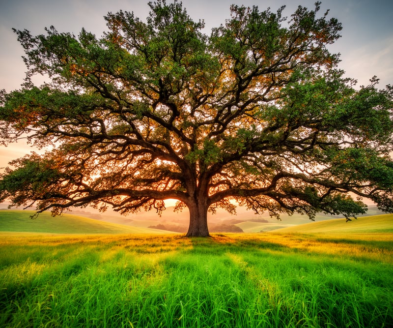 Heritage oak tree at sunset - representing stability and growth
